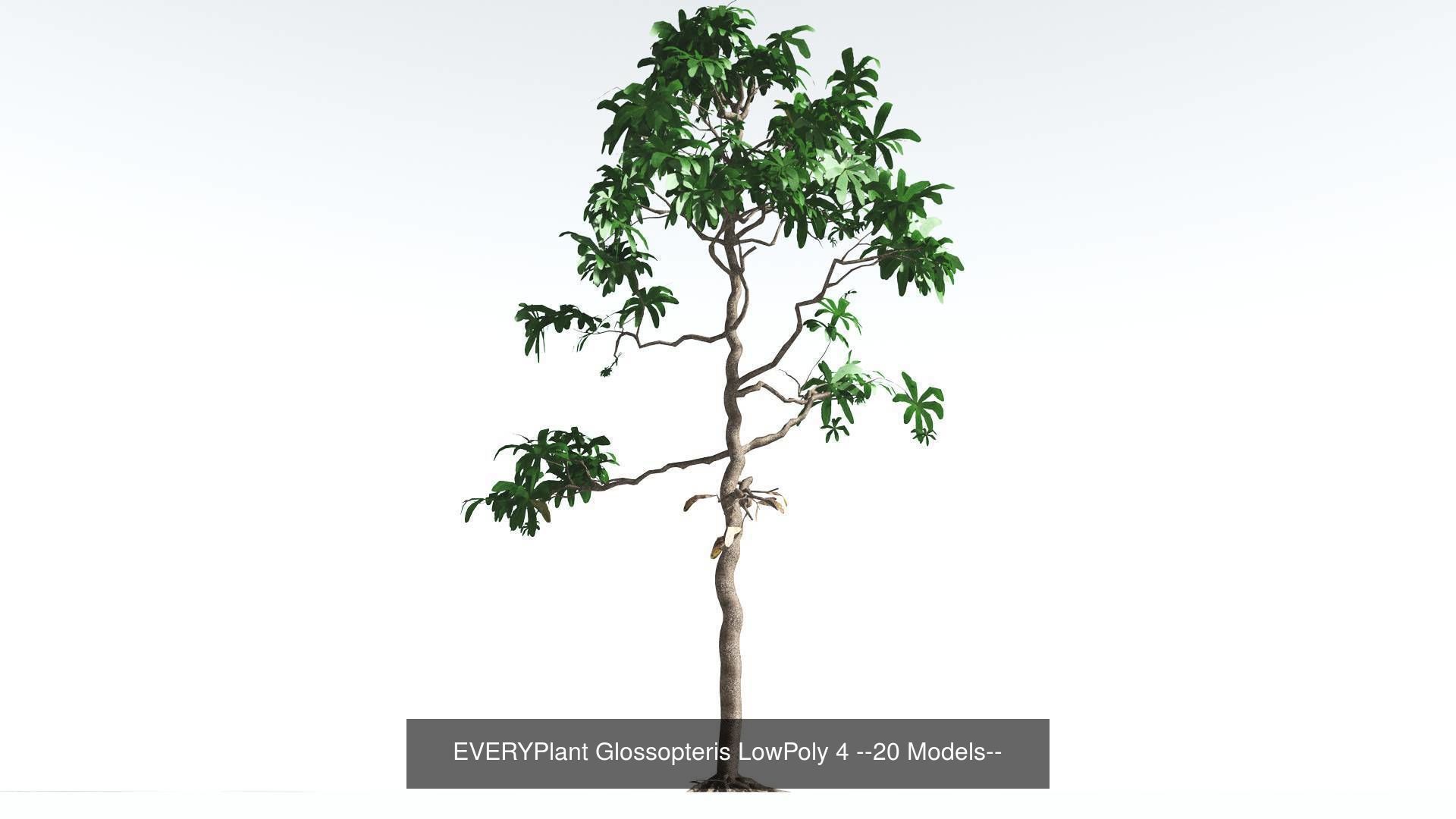 EVERYPlant Glossopteris LowPoly Bundle --80 Models-- 3D Model Collection_4