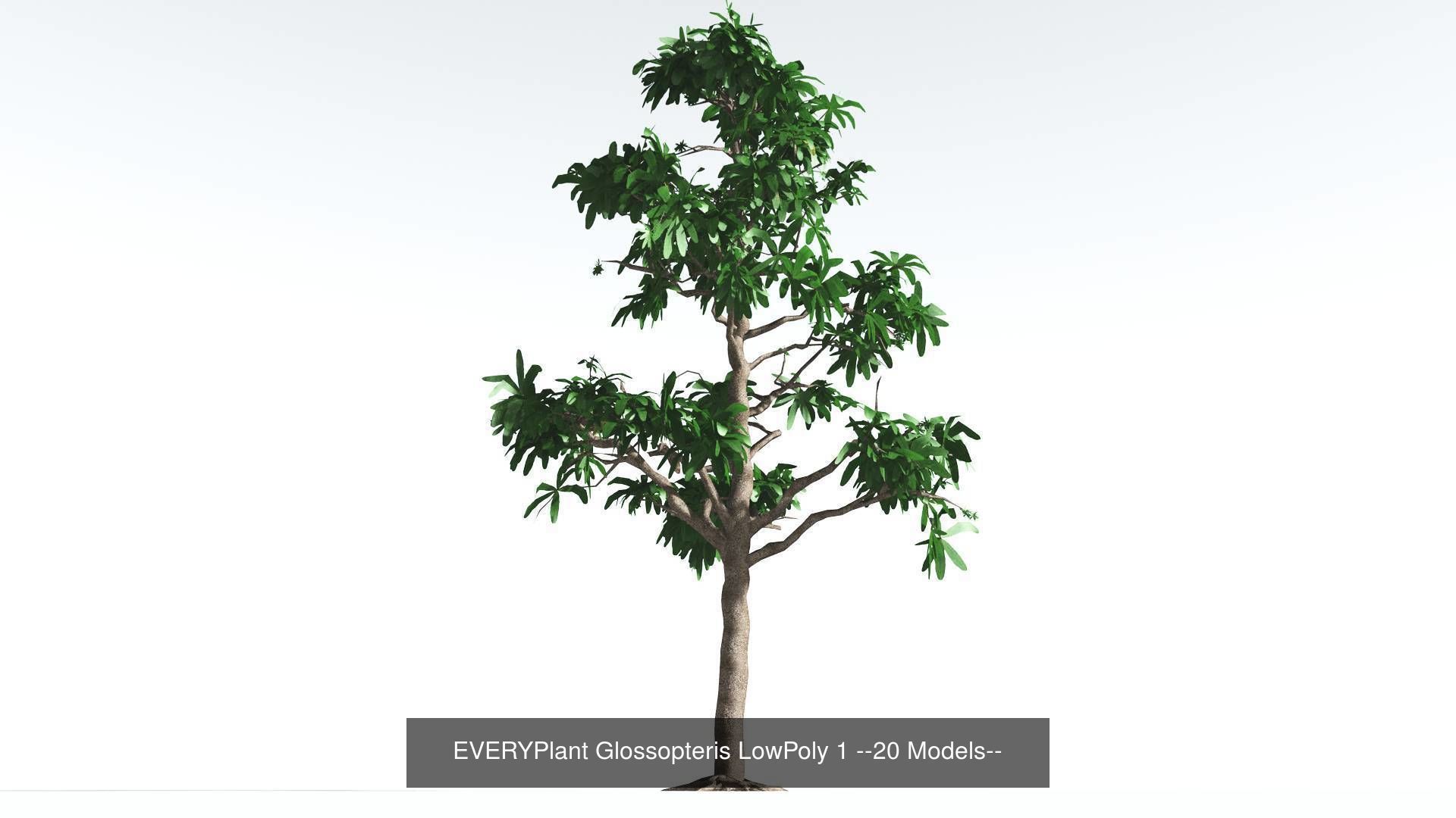 EVERYPlant Glossopteris LowPoly Bundle --80 Models-- 3D Model Collection_1