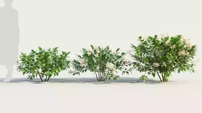 Ceanothus americanus a