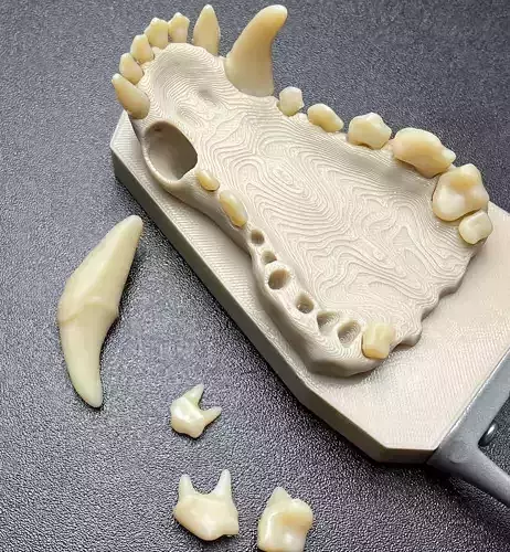 D014 Dog dental model maxillary 3D print model