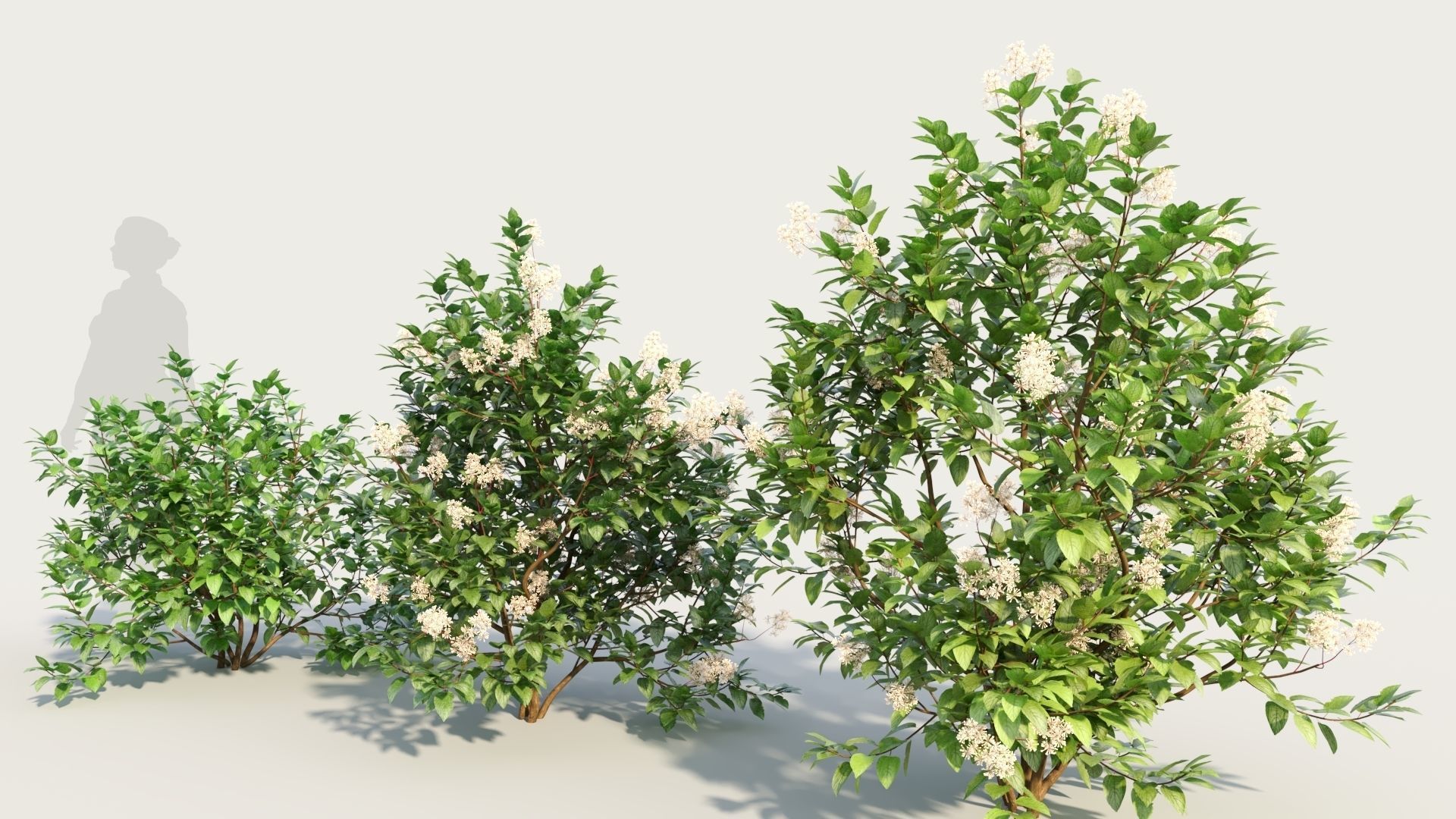 Ceanothus americanus b 3D model_1