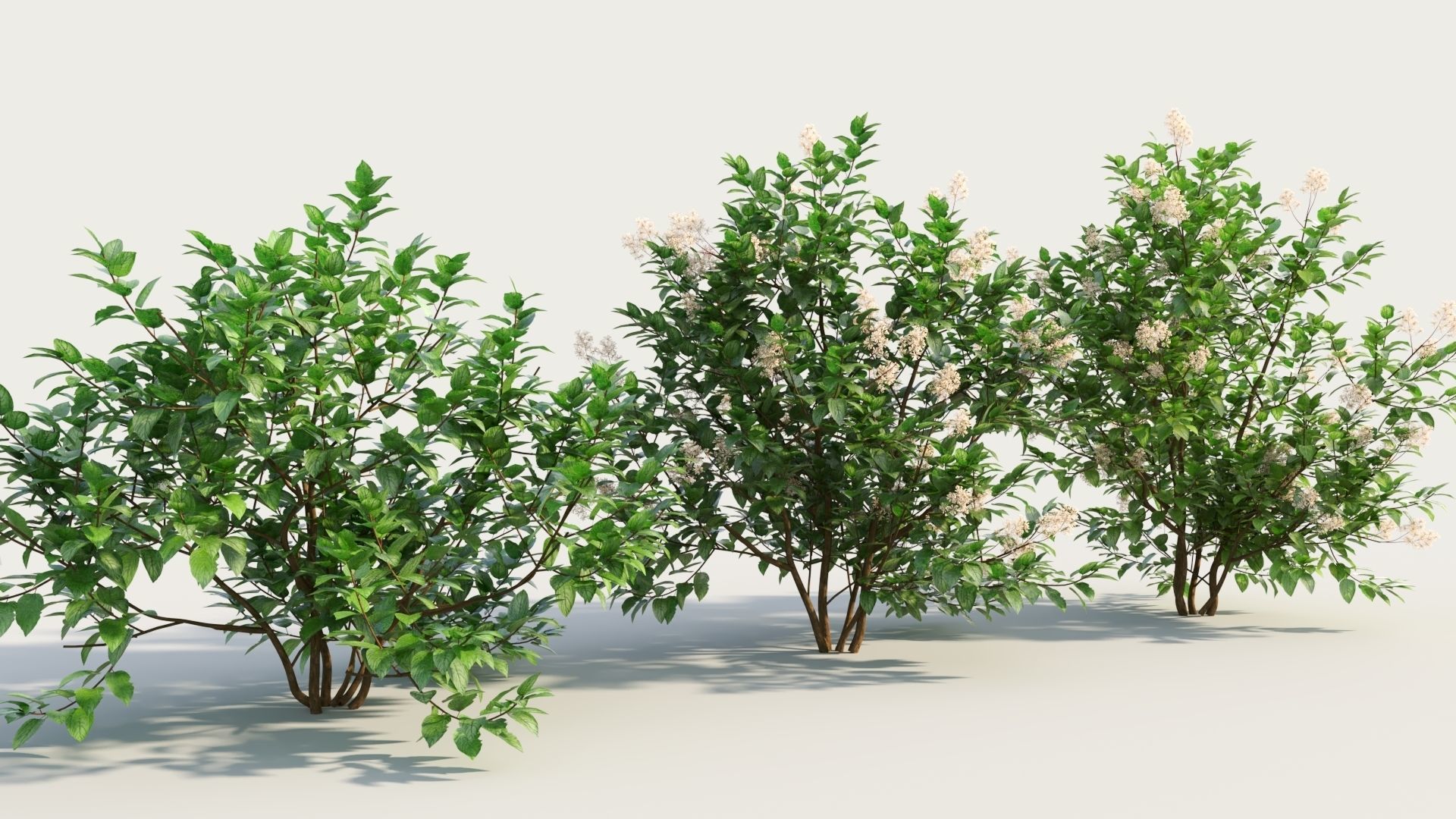 Ceanothus americanus b 3D model_3