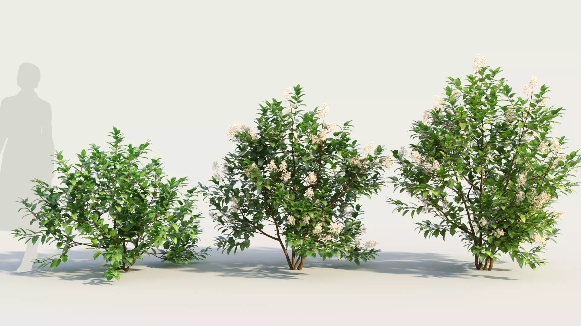 Ceanothus americanus b 3D model_0