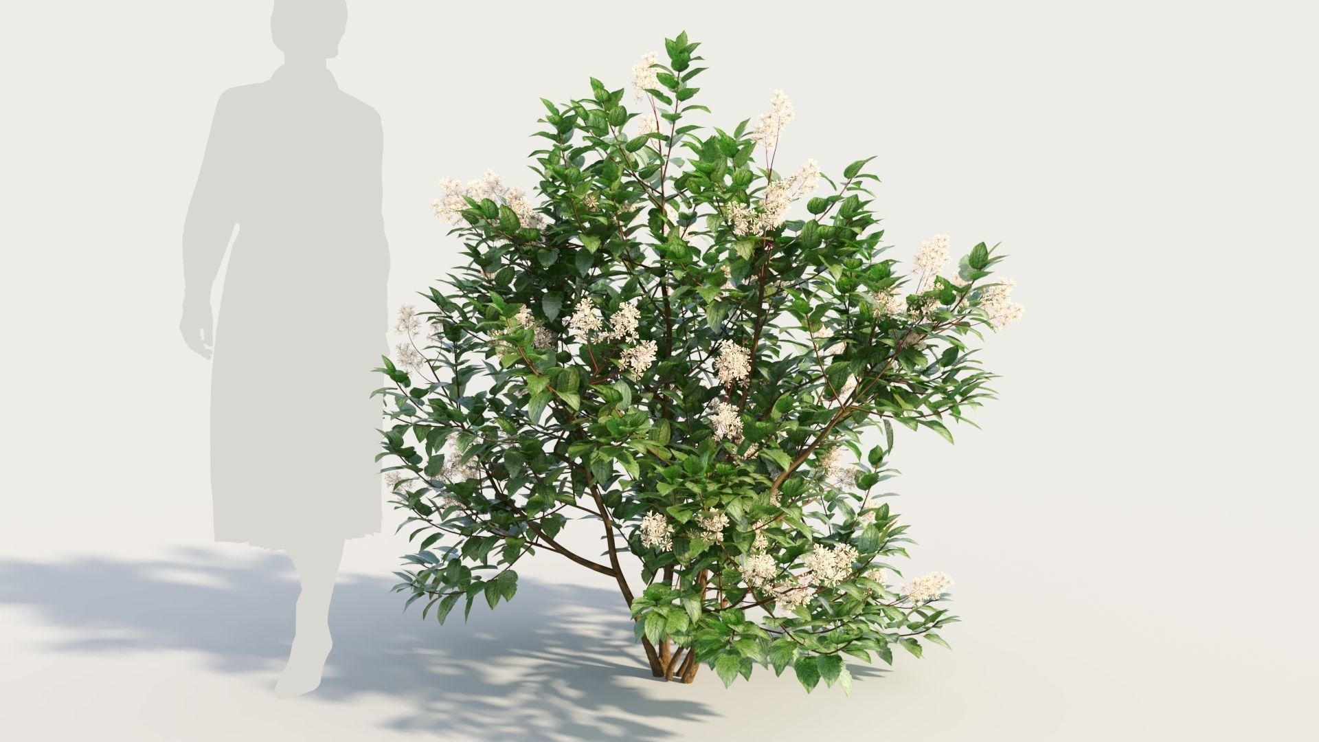 Ceanothus americanus b 3D model_6