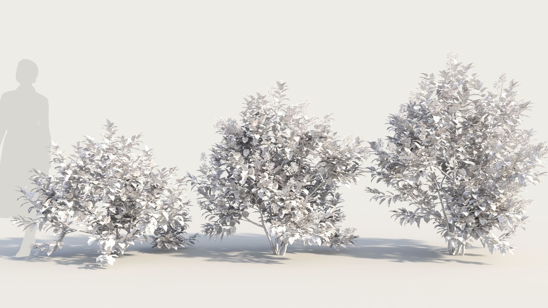 Ceanothus americanus b 3D model_8