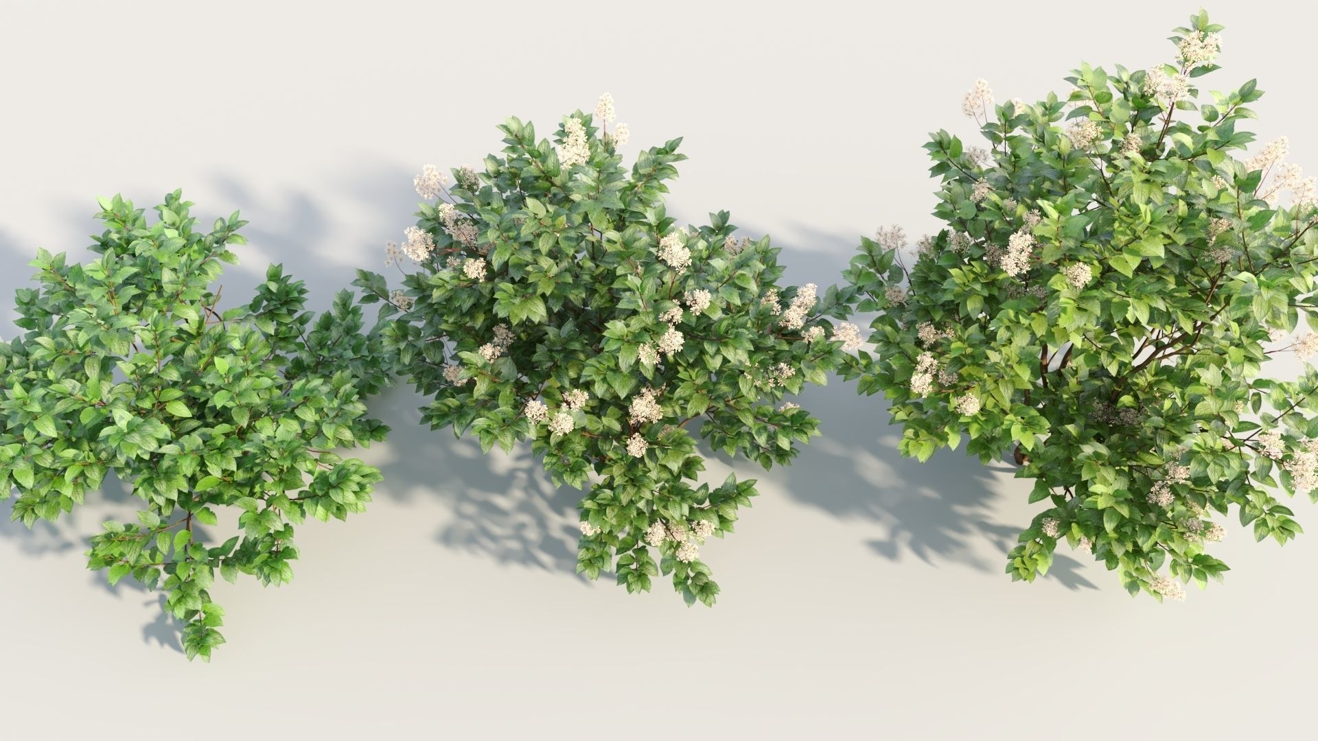 Ceanothus americanus b 3D model_2