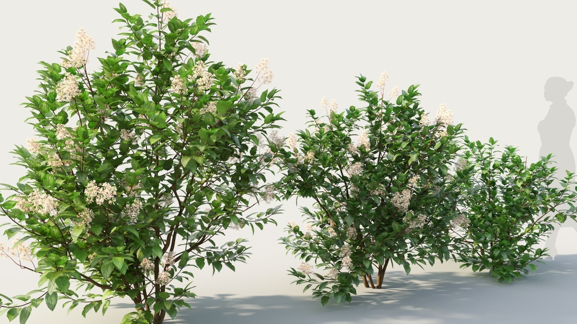 Ceanothus americanus b 3D model_4