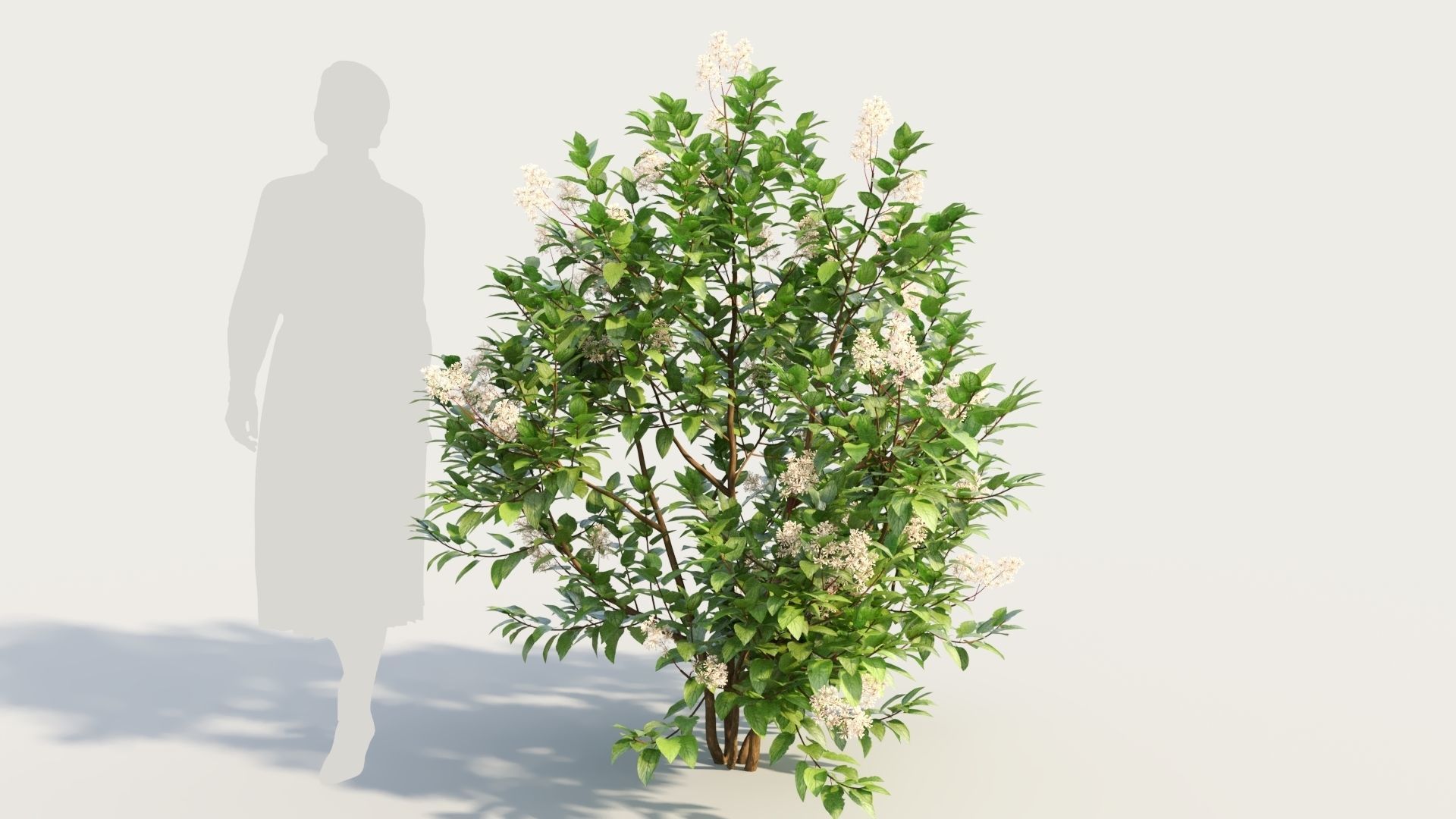 Ceanothus americanus b 3D model_7