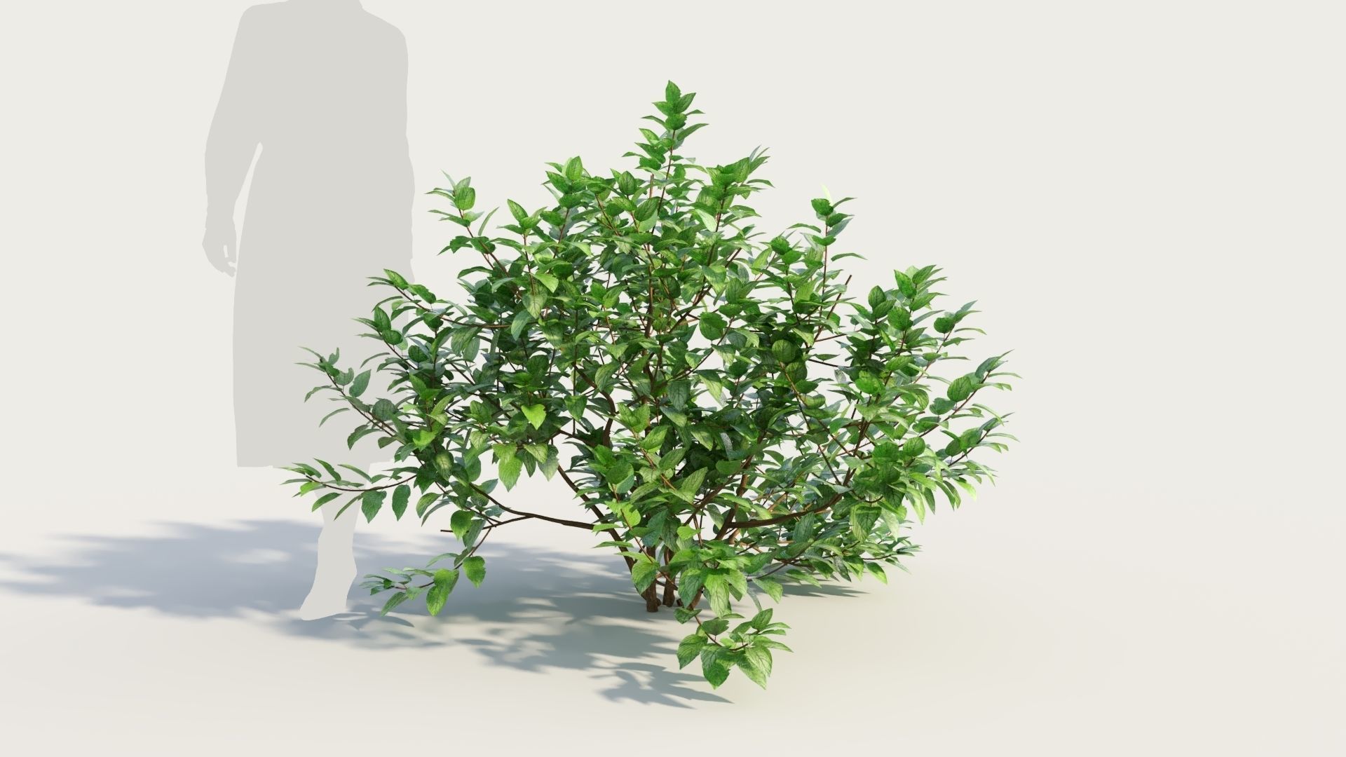 Ceanothus americanus b 3D model_5