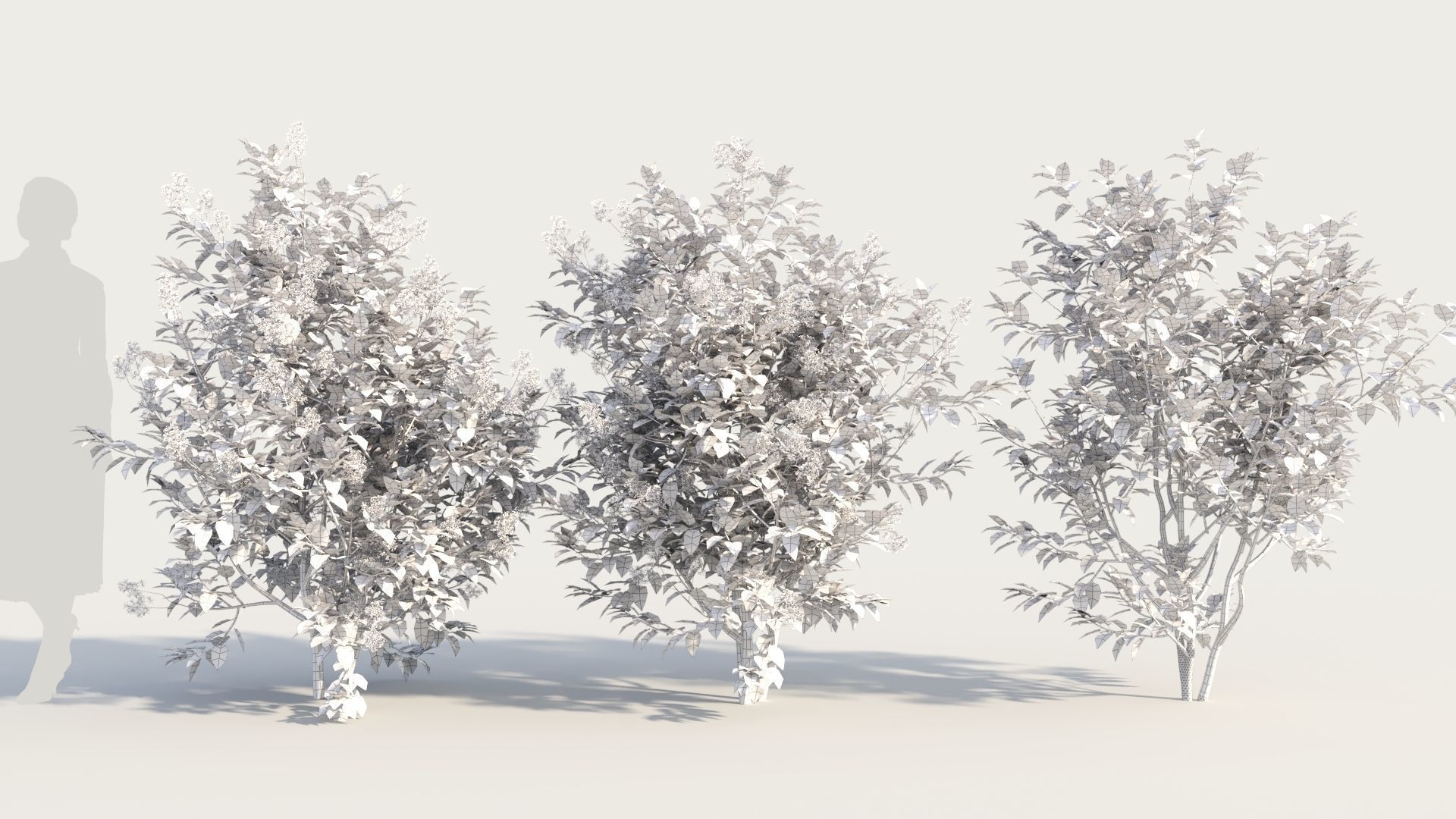 Ceanothus americanus c 3D model_8