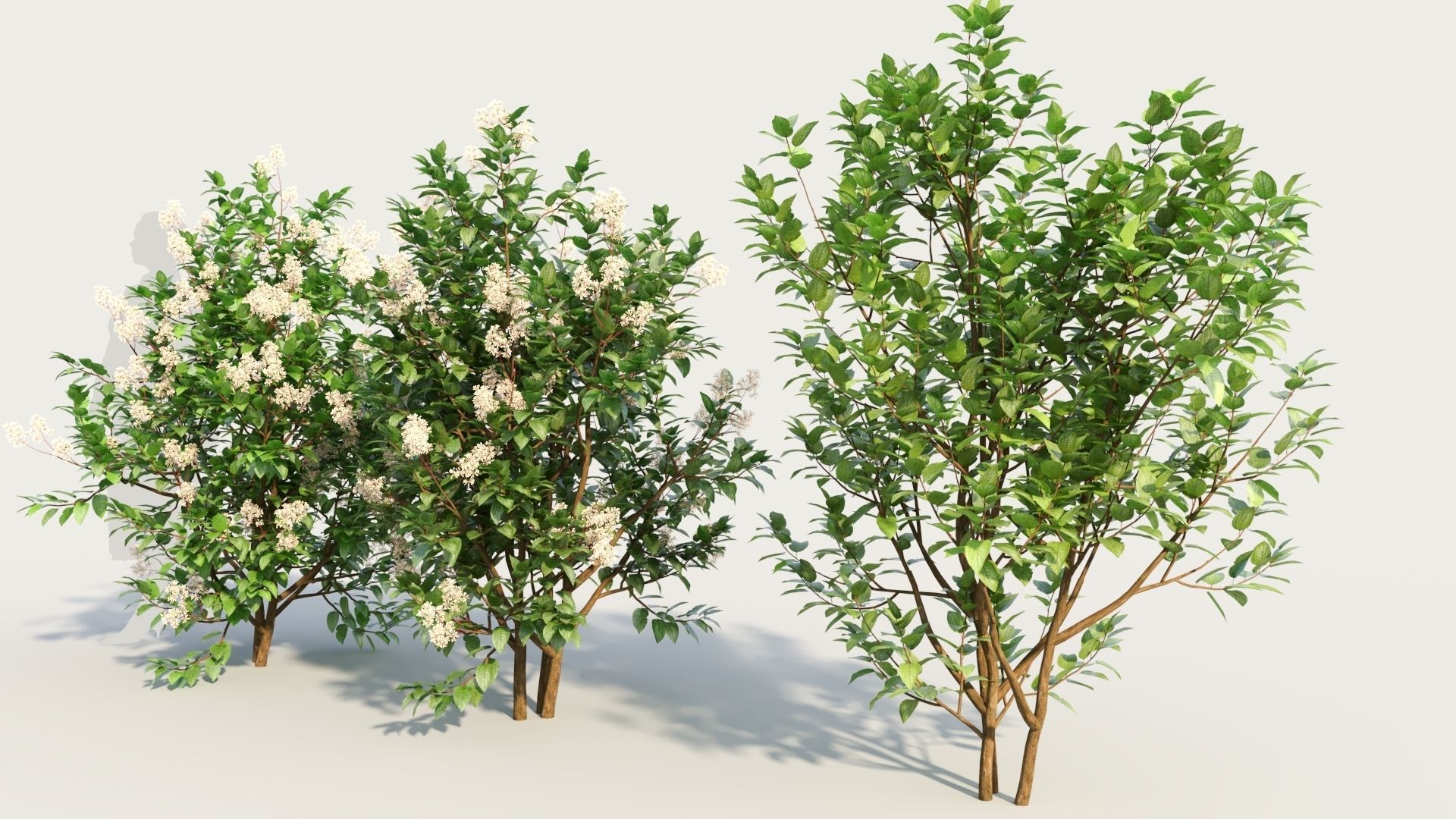 Ceanothus americanus c 3D model_1