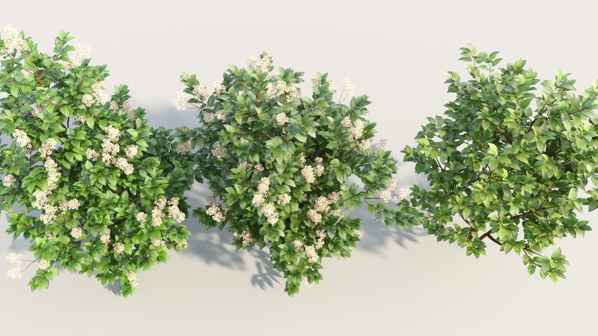 Ceanothus americanus c 3D model_2