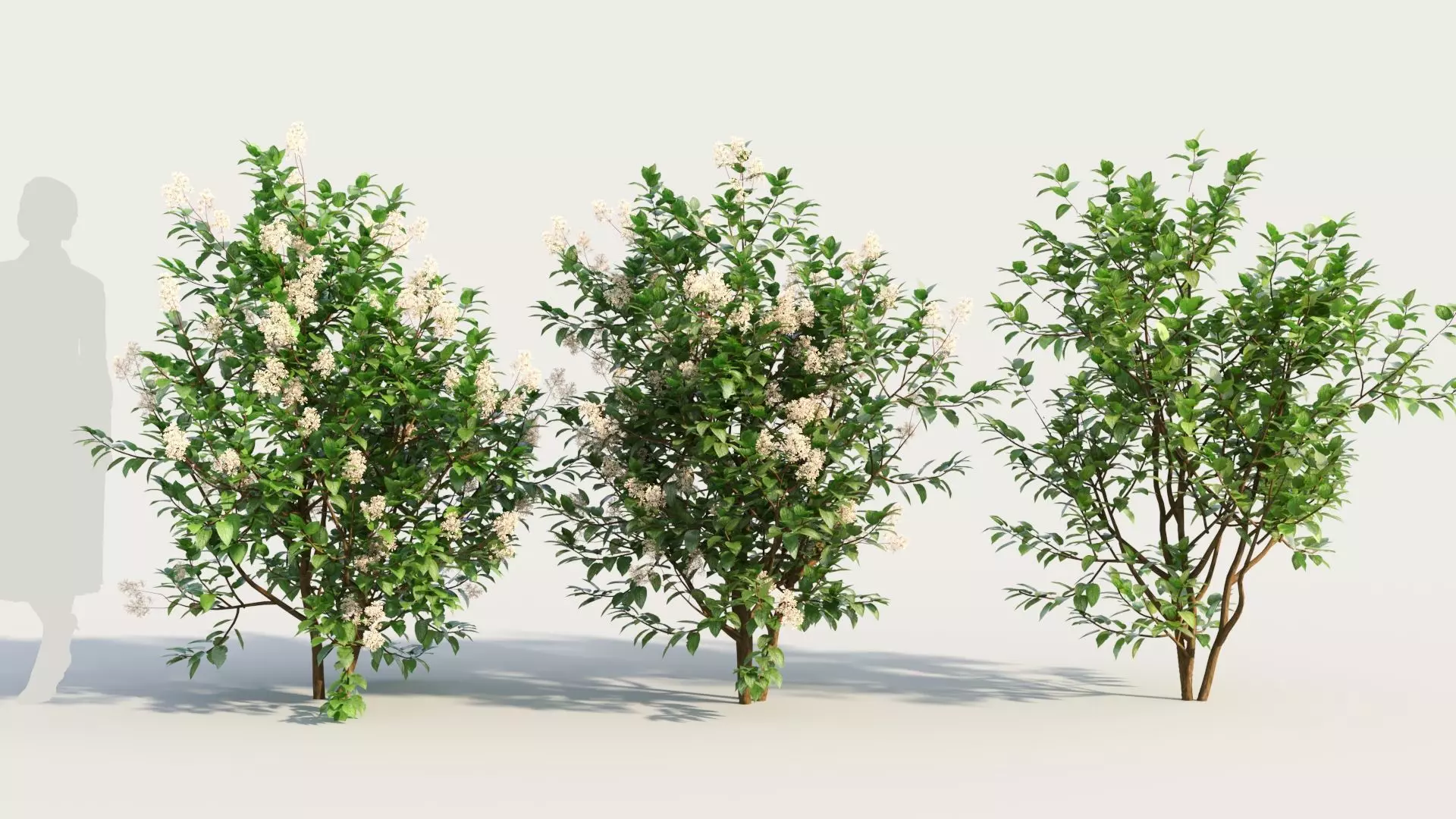 Ceanothus americanus c 3D model_0