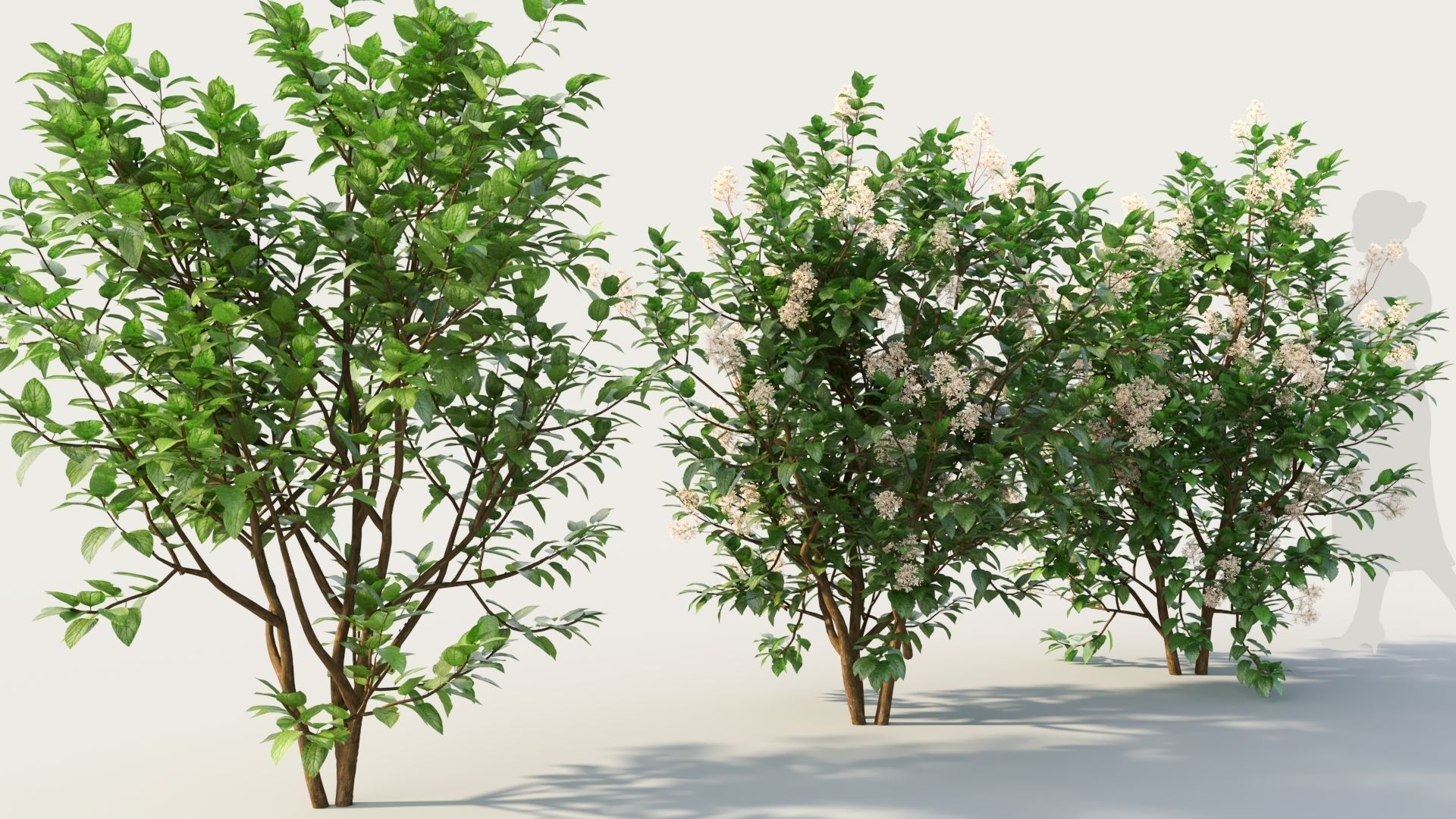Ceanothus americanus c 3D model_4