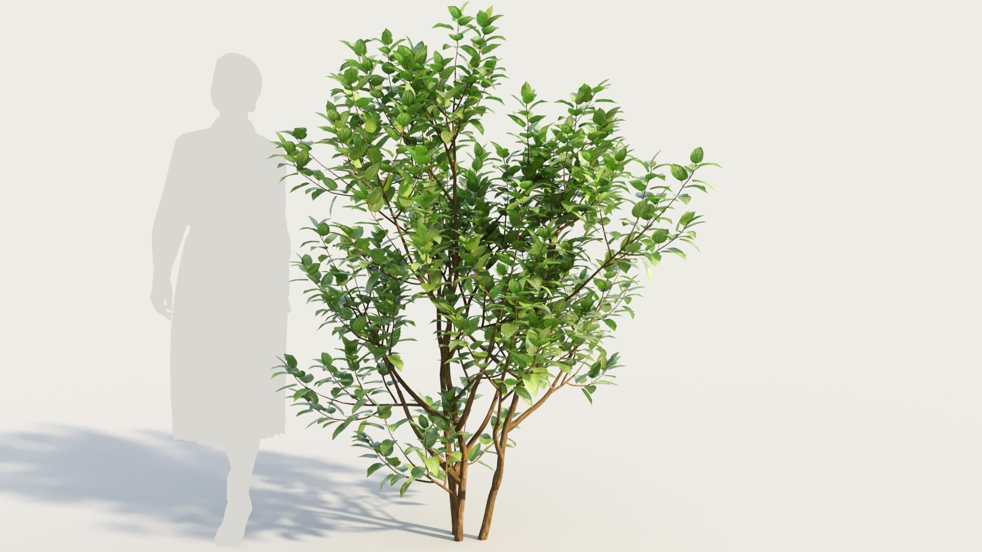 Ceanothus americanus c 3D model_7