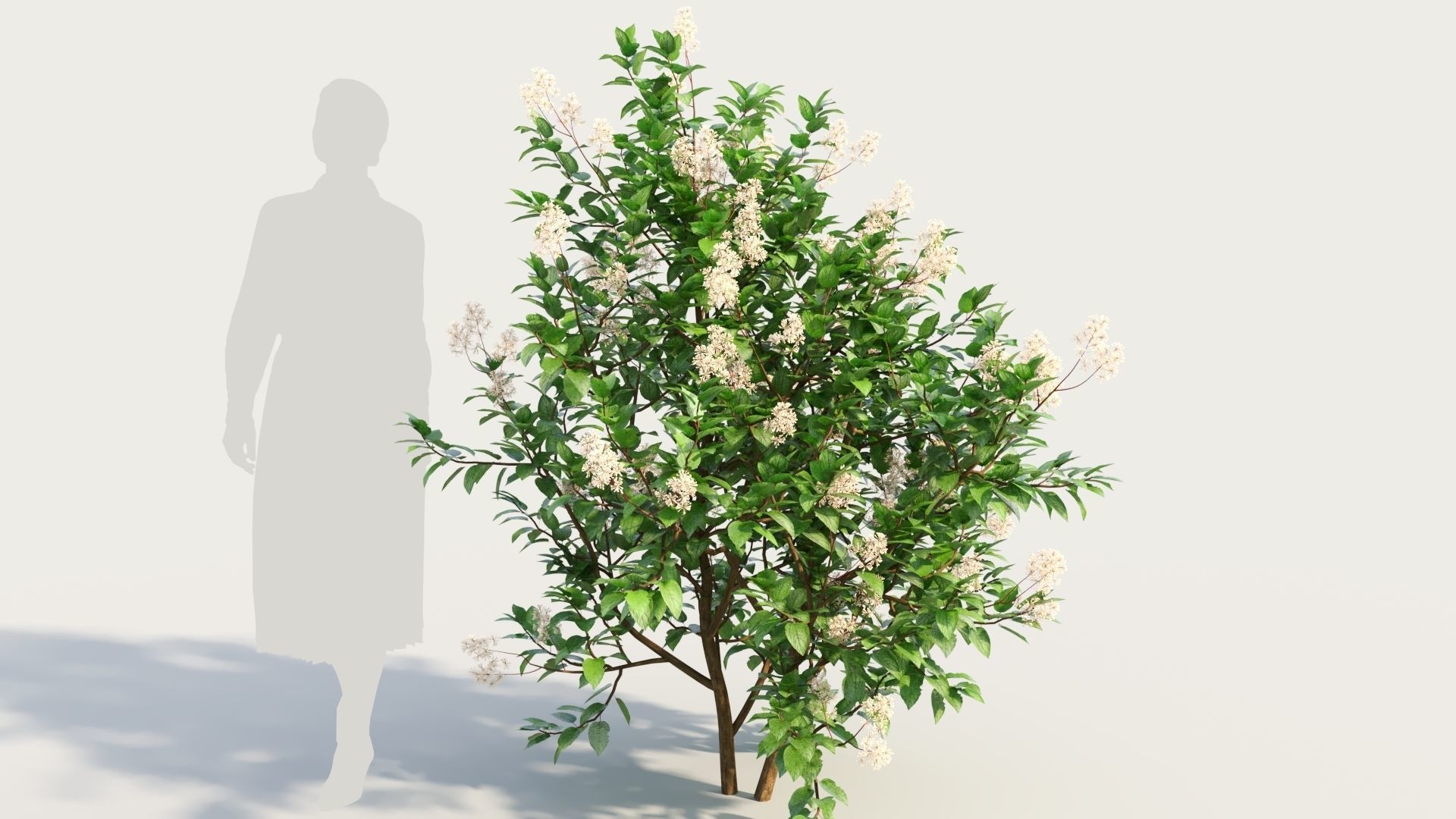Ceanothus americanus c 3D model_5