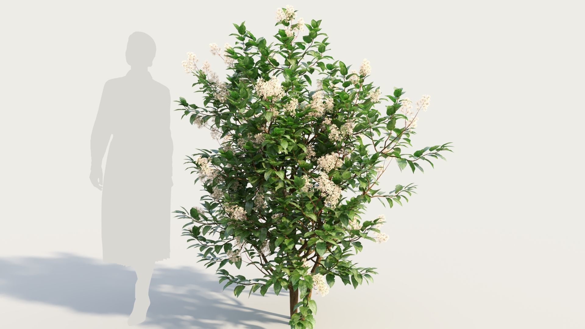 Ceanothus americanus c 3D model_6