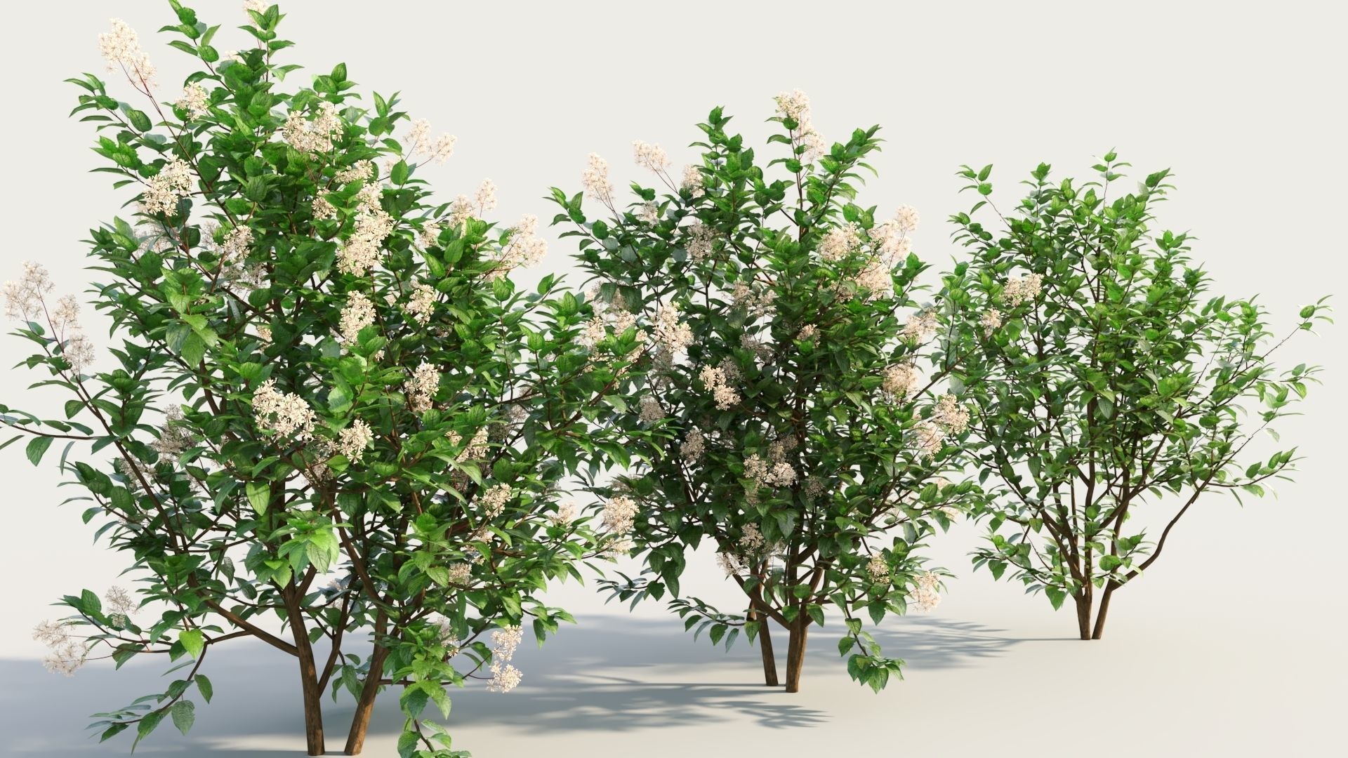 Ceanothus americanus c 3D model_3
