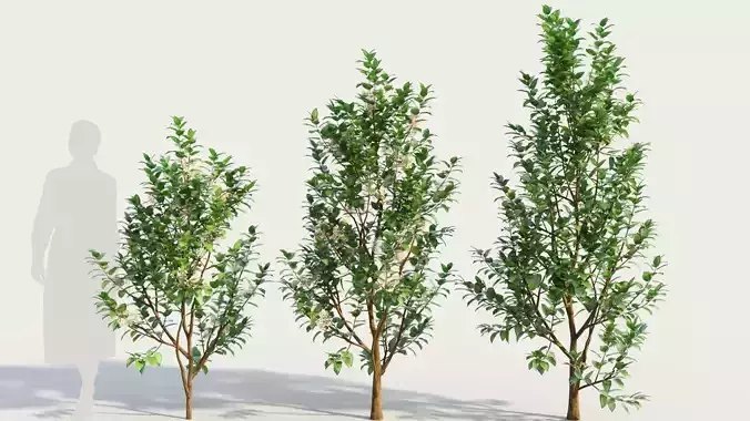 Ceanothus americanus d