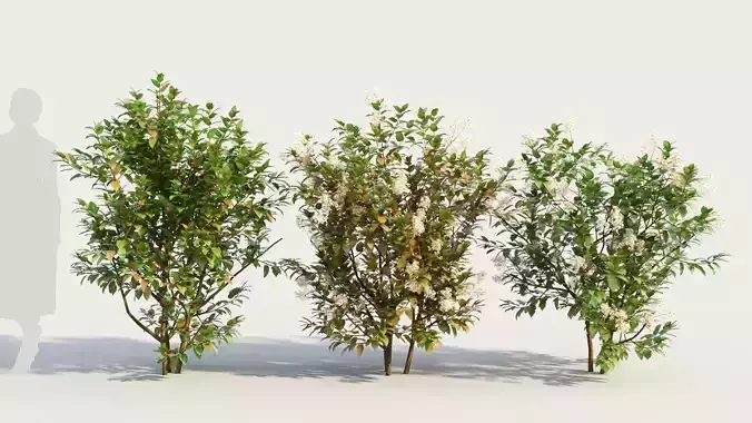 Ceanothus americanus e