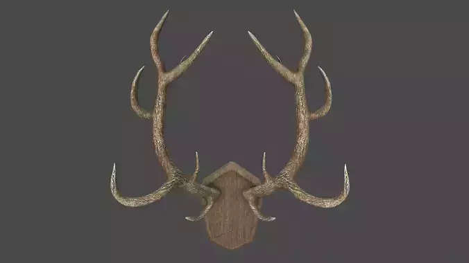 Deer Antlers