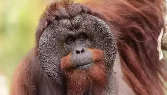 Bornean Orangutan  Low-poly 3D model