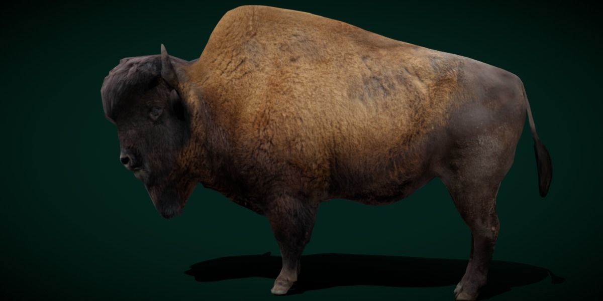 Wood Bison Mammal Low-poly 3D model_8
