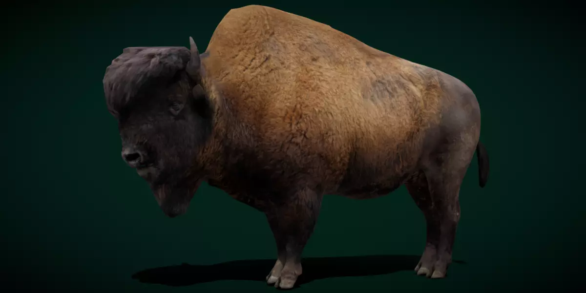 Wood Bison Mammal Low-poly 3D model_0