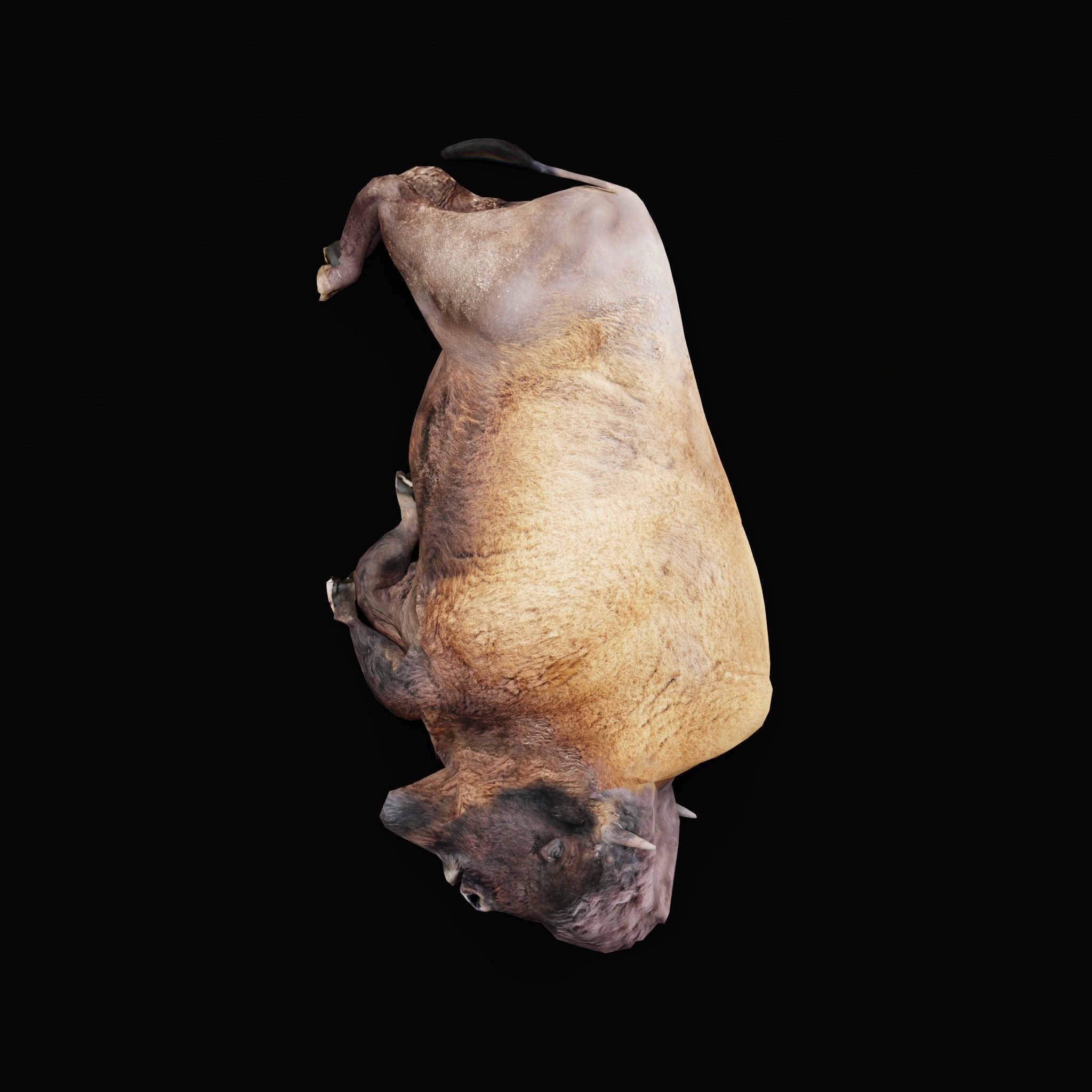 Wood Bison Mammal Low-poly 3D model_24