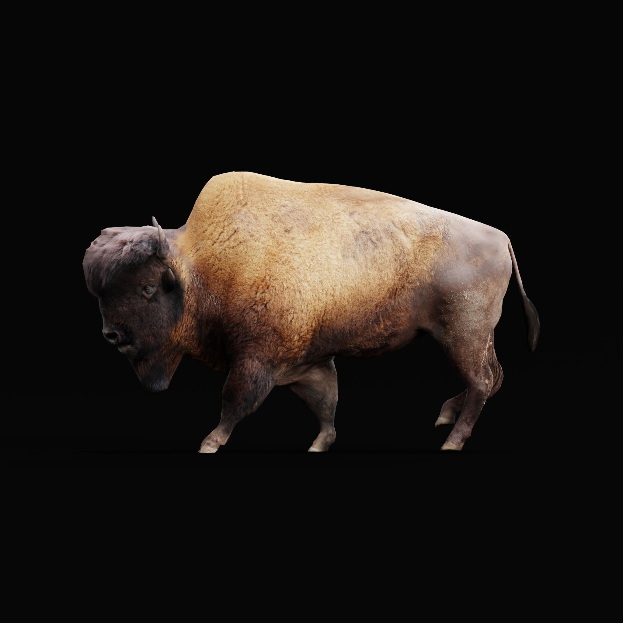 Wood Bison Mammal Low-poly 3D model_23