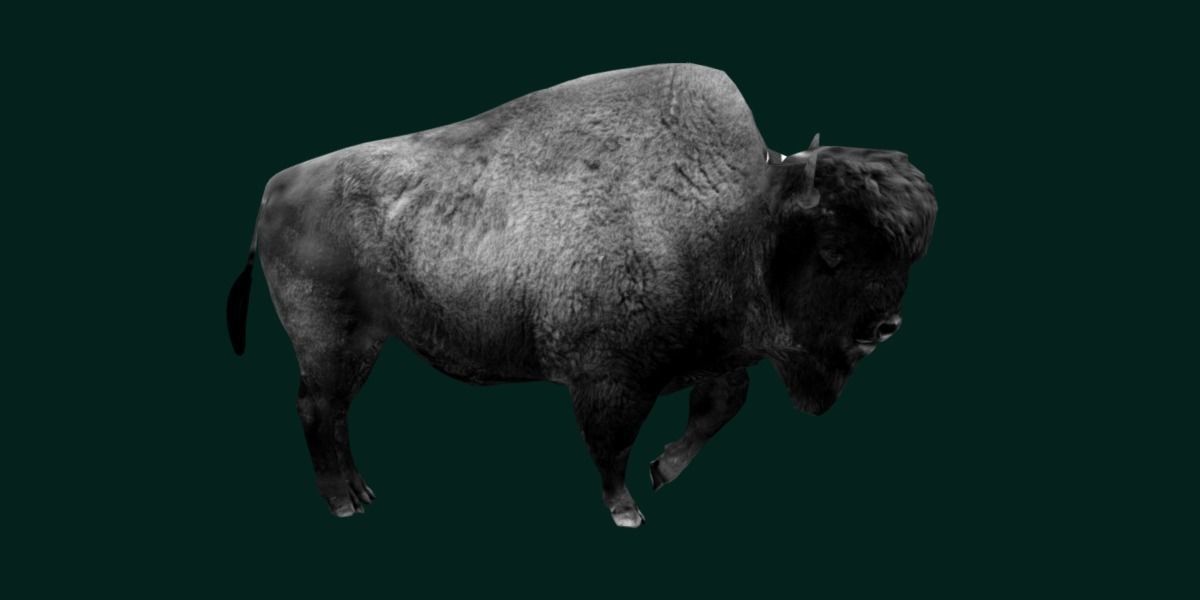 Wood Bison Mammal Low-poly 3D model_15