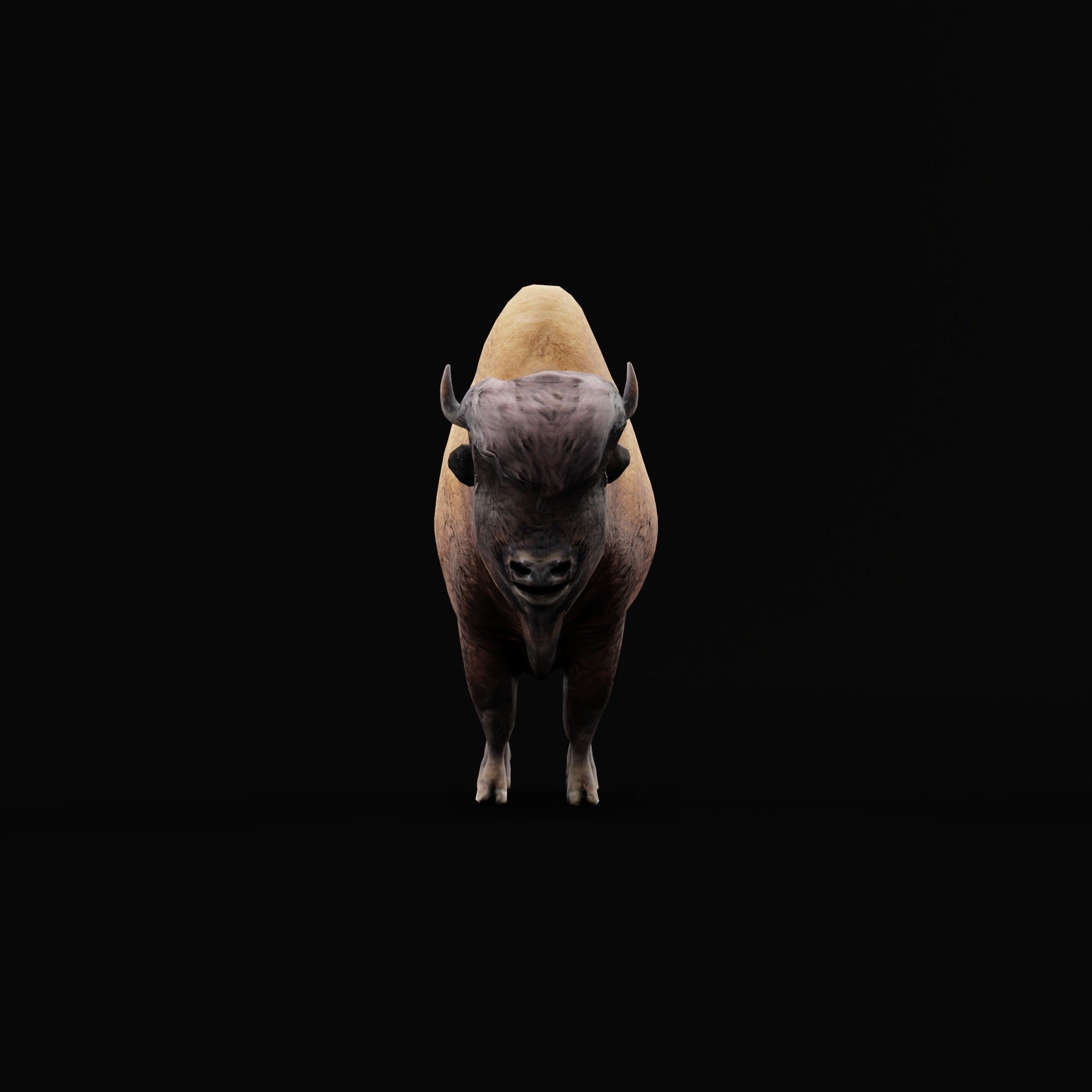 Wood Bison Mammal Low-poly 3D model_20