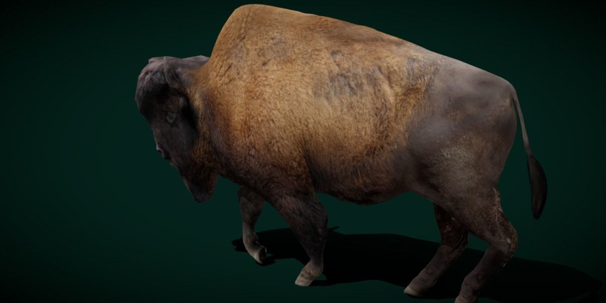 Wood Bison Mammal Low-poly 3D model_2