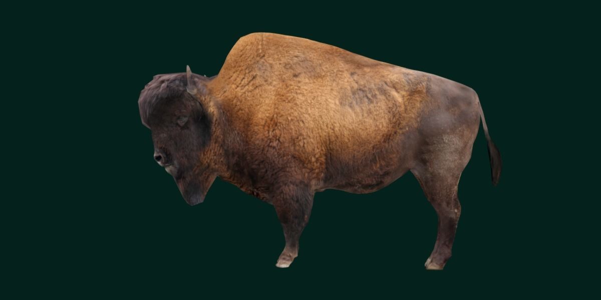 Wood Bison Mammal Low-poly 3D model_12