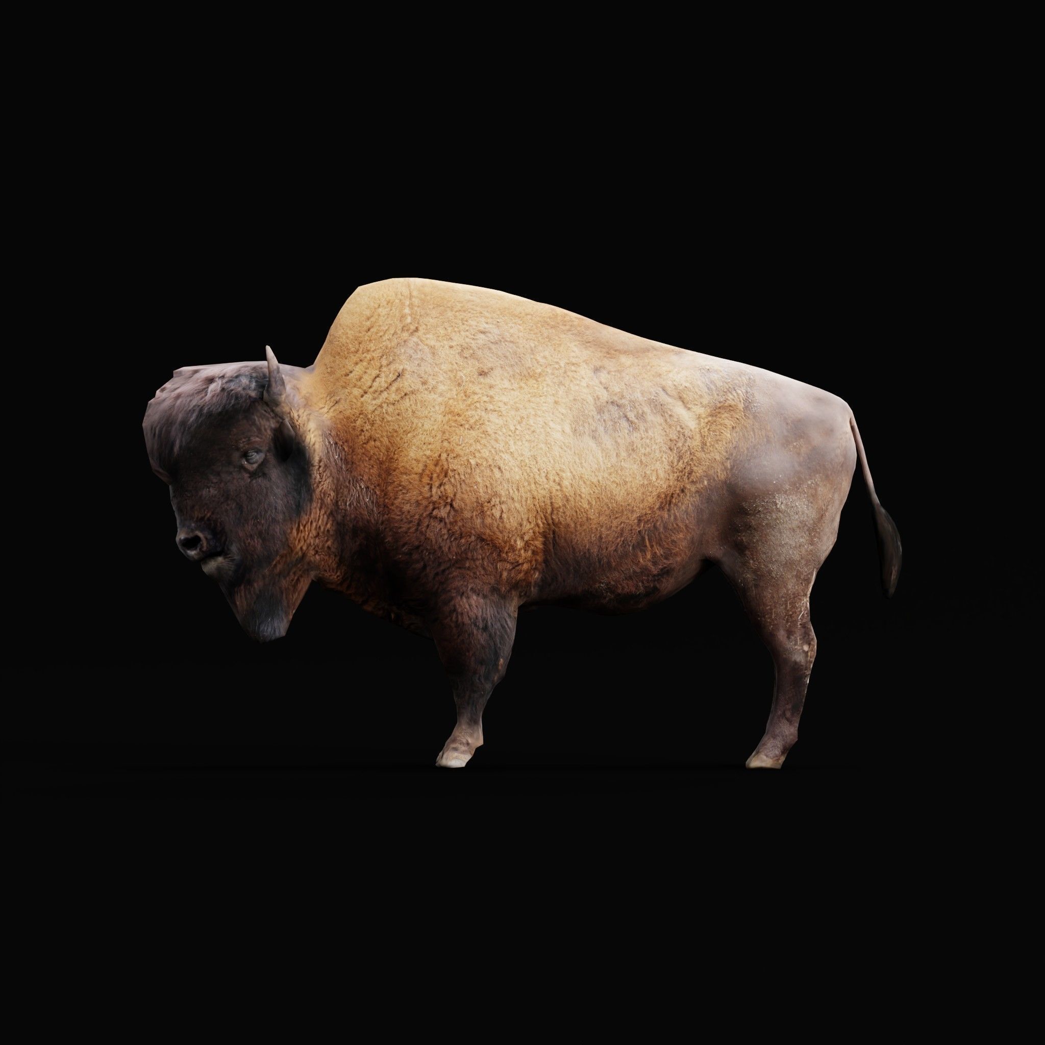 Wood Bison Mammal Low-poly 3D model_18