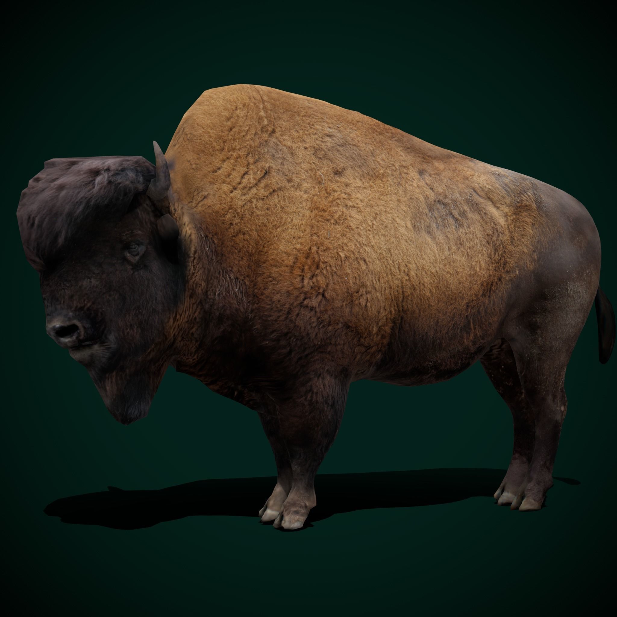 Wood Bison Mammal Low-poly 3D model_9
