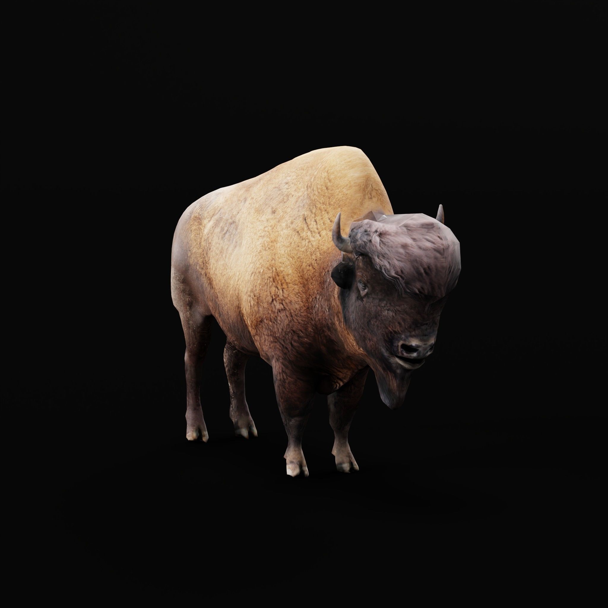 Wood Bison Mammal Low-poly 3D model_19