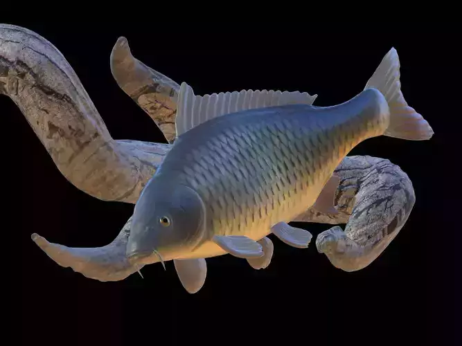 CARP UNDERWATER STATUE ON THE WALL DETAILED TEXTURE 3D print model
