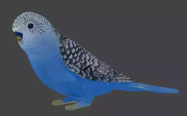 Parakeet 3D Model