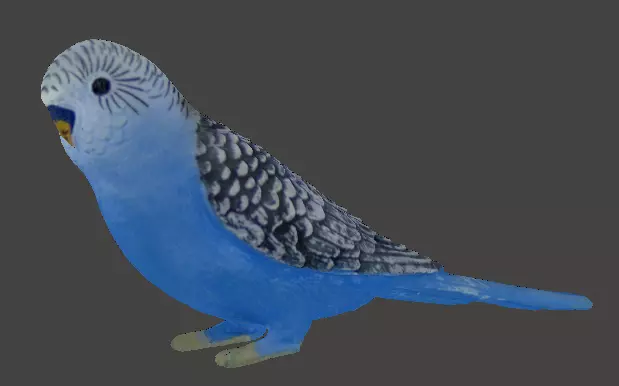 Parakeet 3D Model 3D print model_0