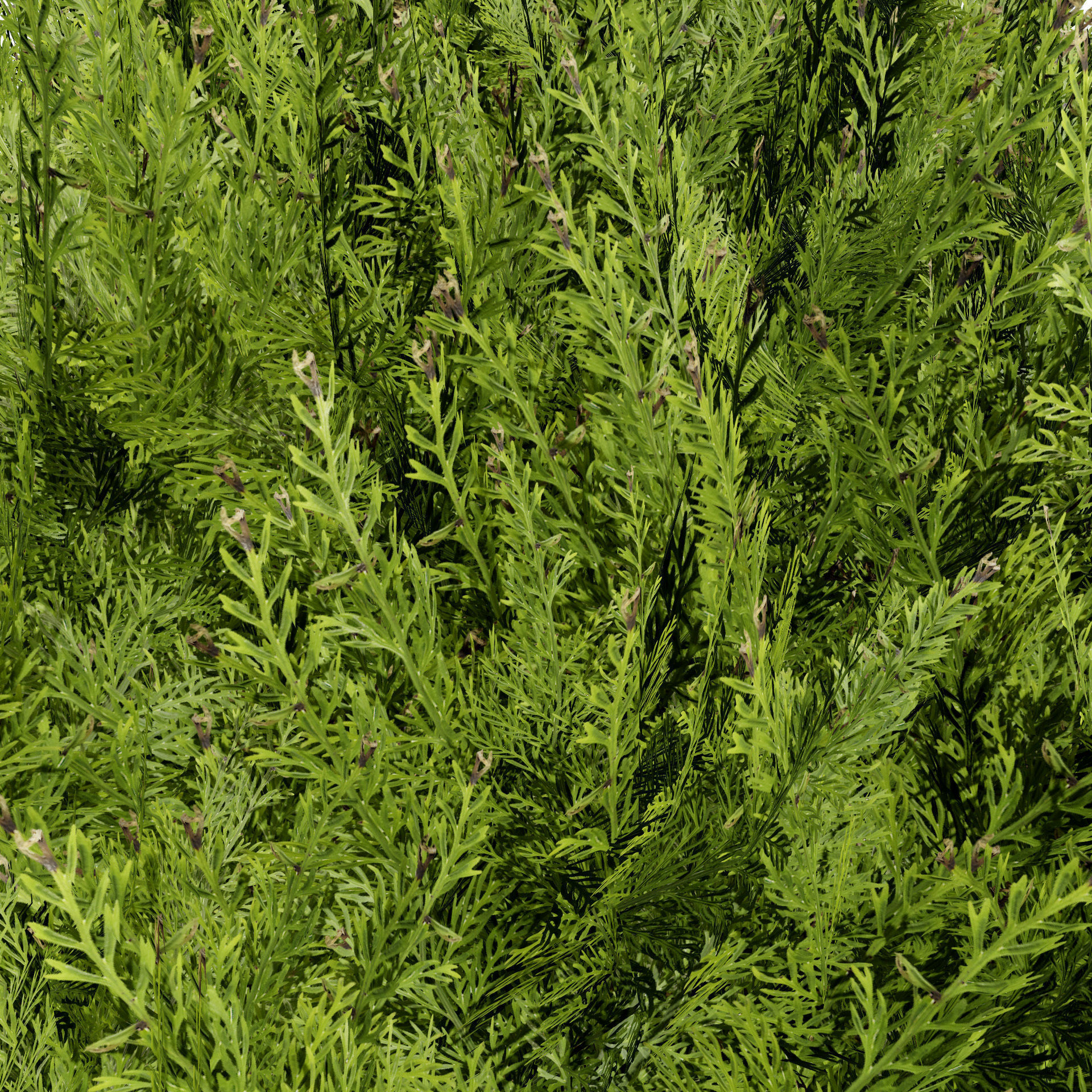 Hetz Midget Arborvitae topiaries Low-poly 3D model_8