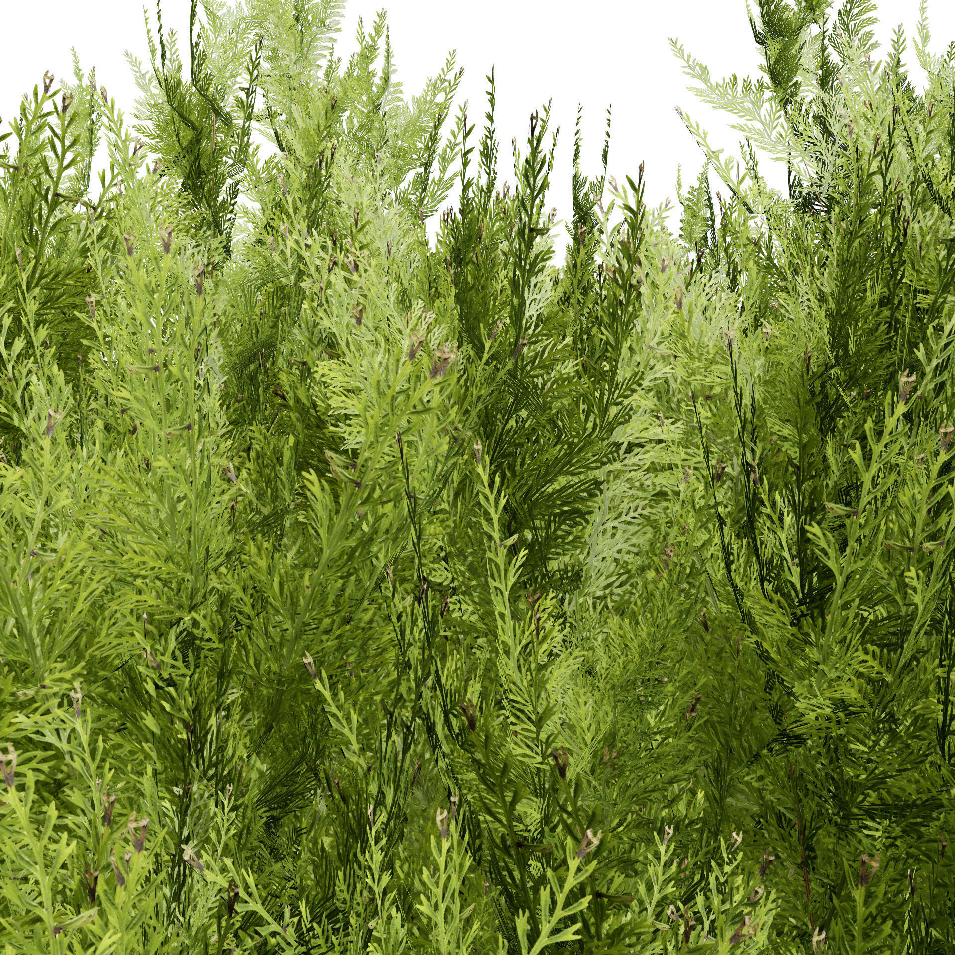 Hetz Midget Arborvitae topiaries Low-poly 3D model_4