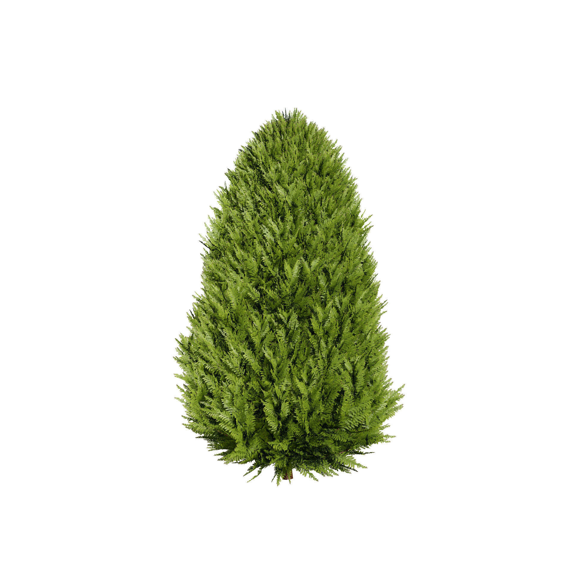 Hetz Midget Arborvitae topiaries Low-poly 3D model_6
