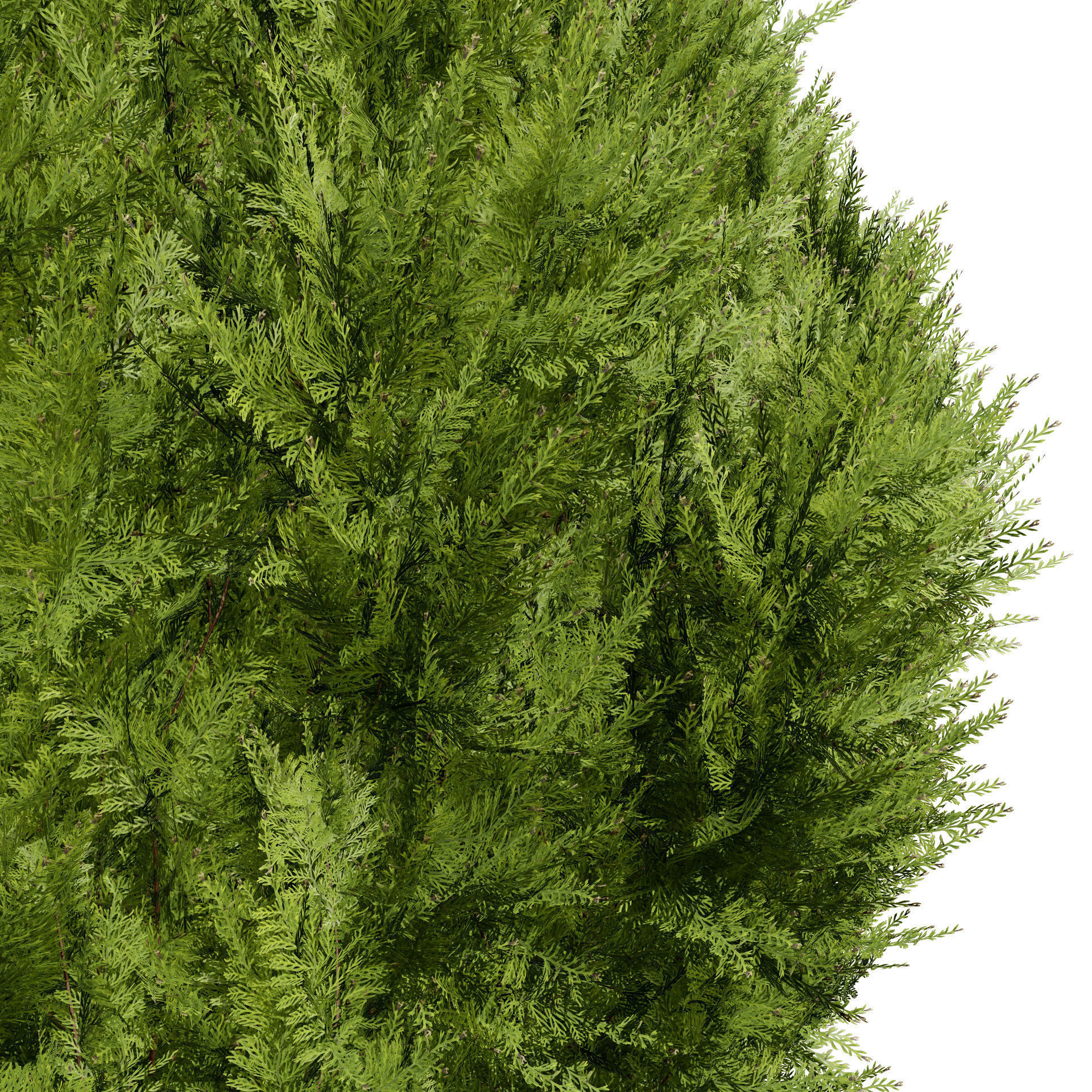 Hetz Midget Arborvitae topiaries Low-poly 3D model_3