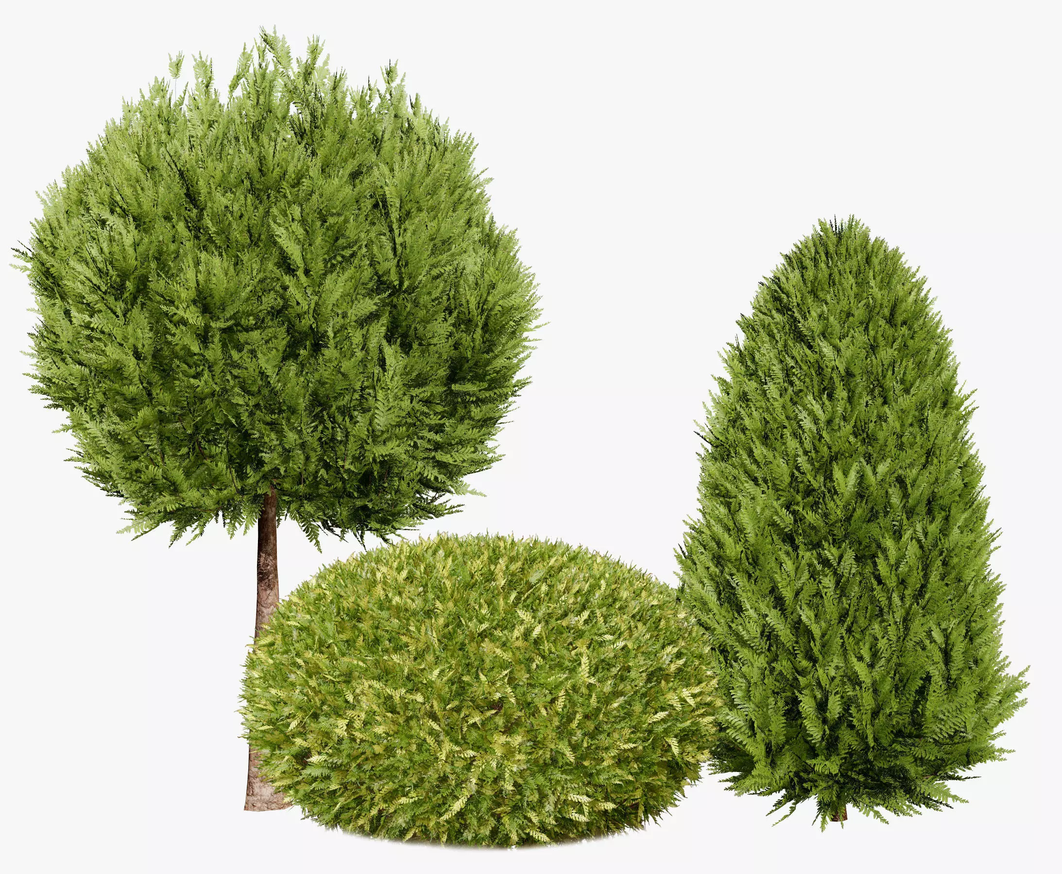 Hetz Midget Arborvitae topiaries Low-poly 3D model_0