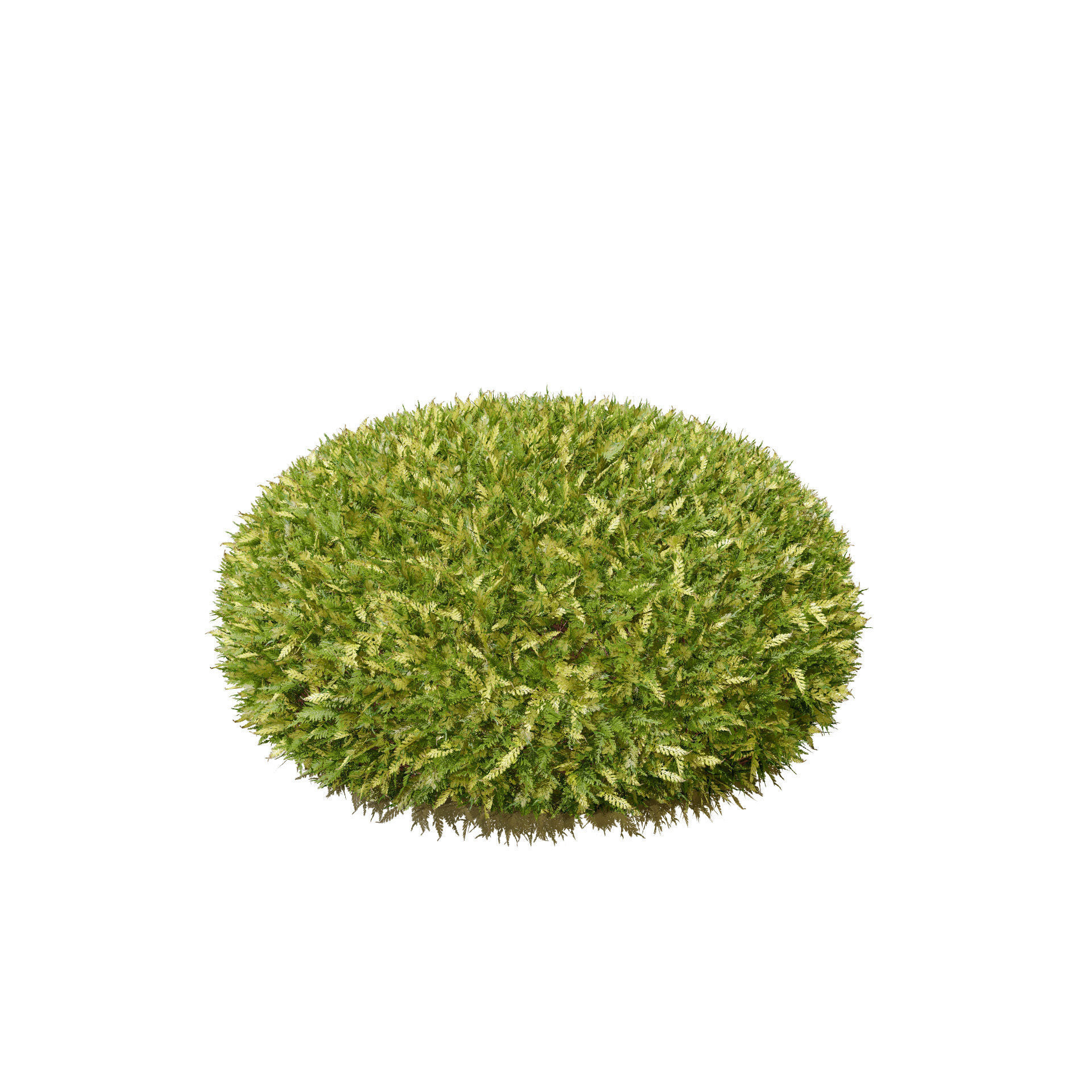 Hetz Midget Arborvitae topiaries Low-poly 3D model_5