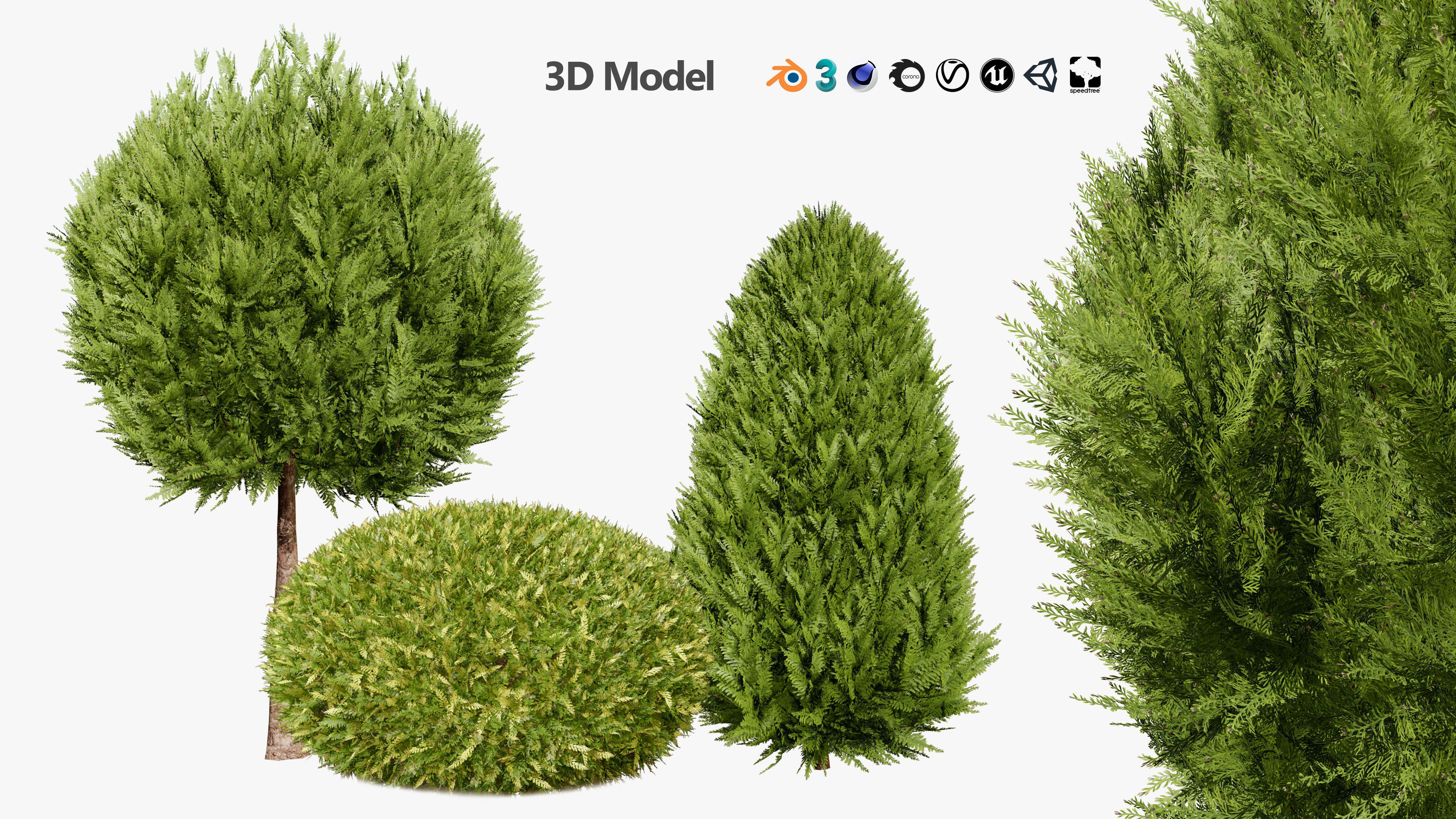 Hetz Midget Arborvitae topiaries Low-poly 3D model_10
