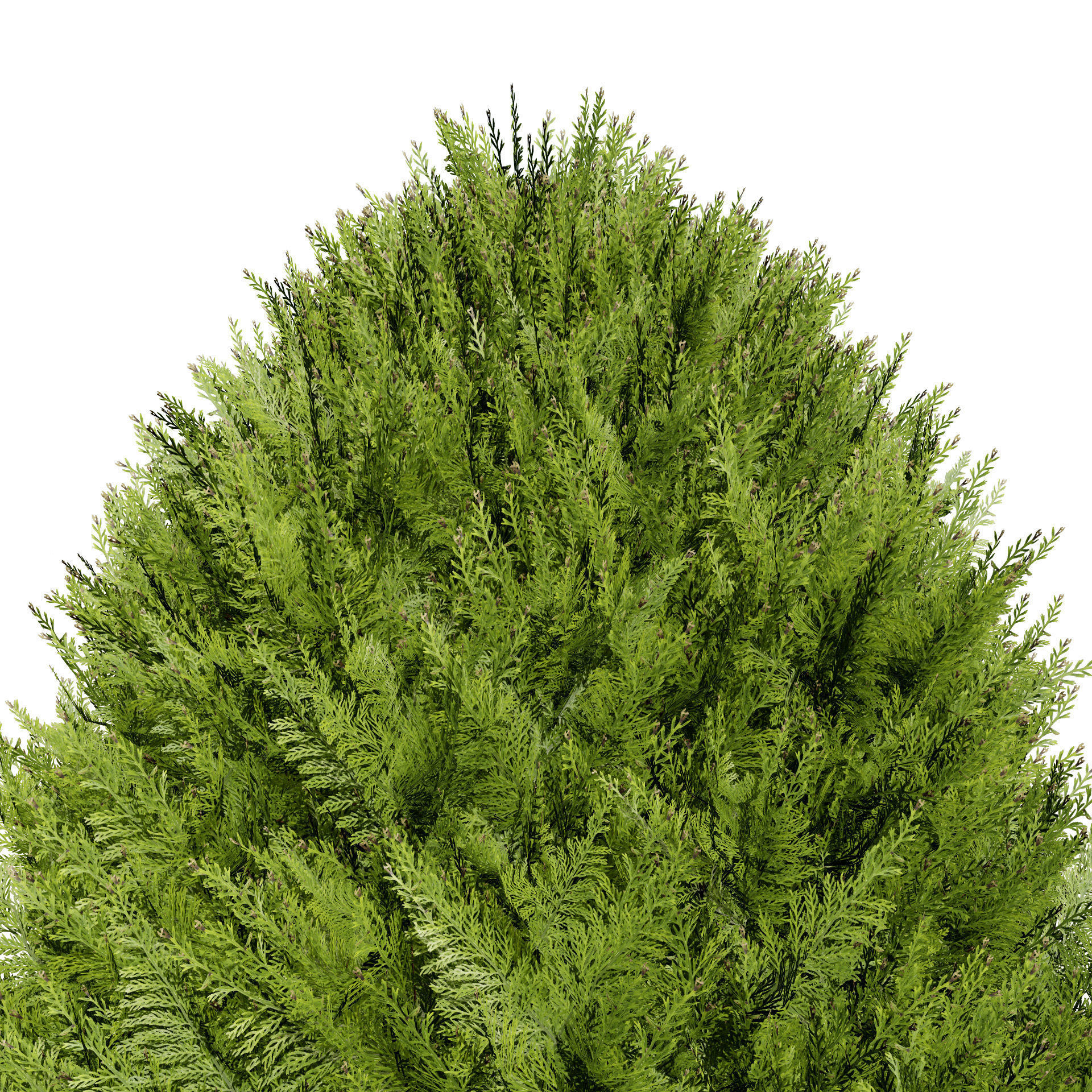 Hetz Midget Arborvitae topiaries Low-poly 3D model_7