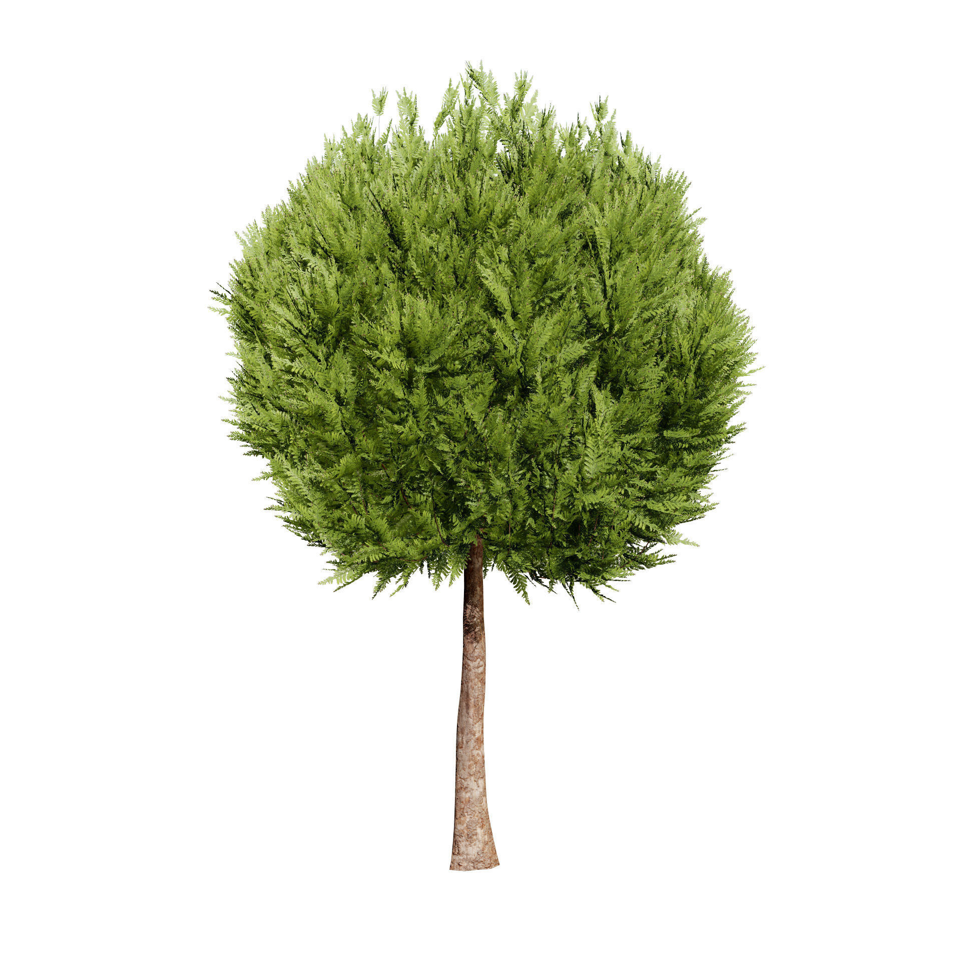 Hetz Midget Arborvitae topiaries Low-poly 3D model_2
