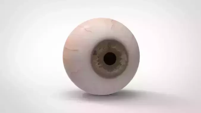 Eyeball 3D model
